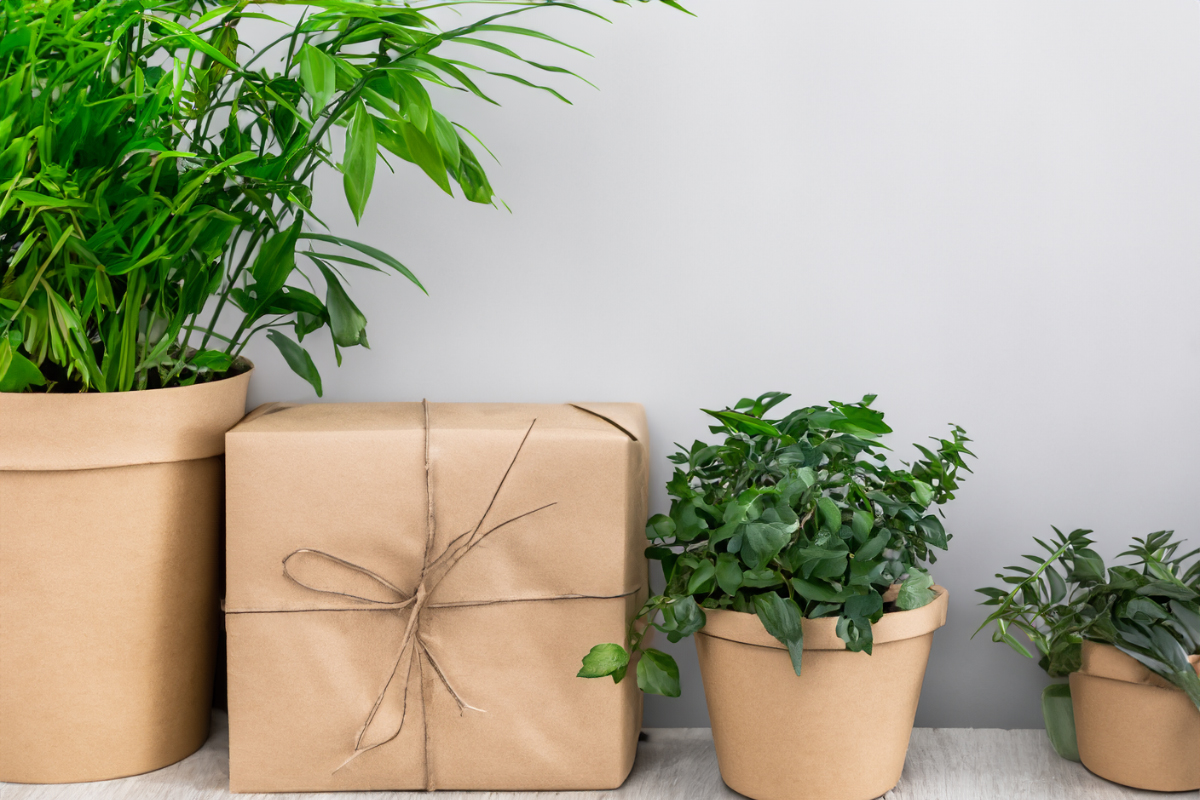 Indoor Plants in Recycled Pots